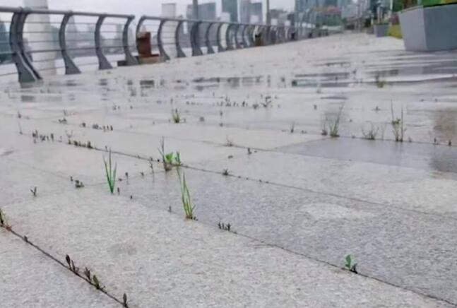 辟谣外滩长草被质疑 官方再回应：网传“外滩长草”的照片距外滩4公里