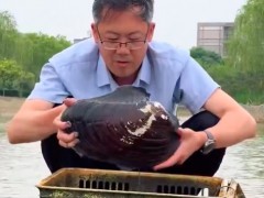 找到:老师带学生寻找多年前养的蚌 网友：成蚌“精”了